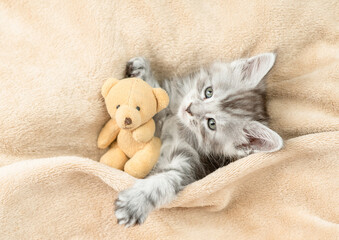 Poster - Plpayful Maine coon kitten lying with favorite toy bear under warm plaid on a bed at home. Top down view
