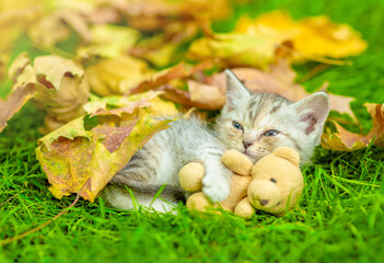 Poster - Cute kitten hugs favorite toy bear and sleeps on green summer grass under autumn leaf
