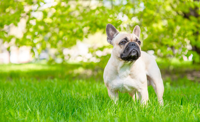 Poster - Cute French bulldog puppy standing on green summer grass and looking away on empty space. Empty space for text