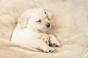 Poster - Cozy sleepy Golden retriever puppy lying with toy bear under warm blanket on a bed at home. Top down view. Empty space for text