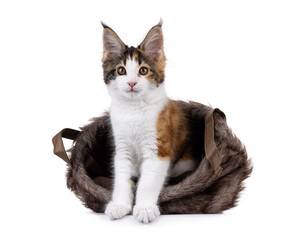 Poster - Adorable tortie Maine Coon cat kitten, sitting in fallen over brown faux fur basket. Looking towards camera. Isolated on a white background.