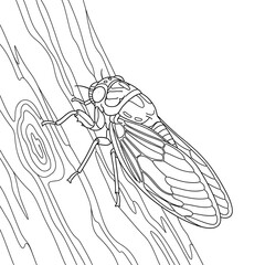 Cicada insect coloring page for kids and adults detailed line art illustration design vector on transparent background