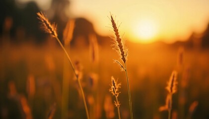 Poster - Golden blades of grass sway gently in a summer field, illuminated by the warm glow of the setting sun. The serene atmosphere invites reflections on nature and peace Generative AI