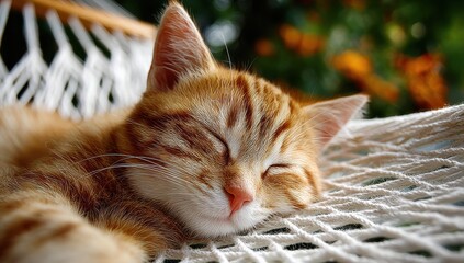 Poster - Ginger Tabby Kitten Napping Peacefully in a Hammock, Evoking Relaxation and Simple Joys of Pet Ownership : Generative AI