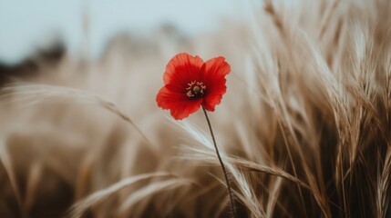 Poster - Single poppy flower in serene outdoor field during daytime