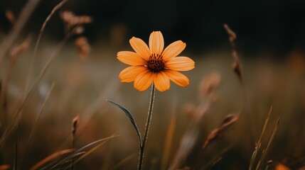 Poster - Daisy-like flower standing in serene outdoor field