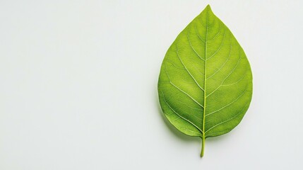 Poster - Serene indoor plant leaf on plain background during daytime
