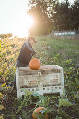 Mid adult man wearing striped jacket lifting pumpkin into ventilated crate at sunset pumpkin patch