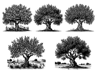 Wall Mural - olive tree set collection bundle sketch engraving generative ai png illustration. scratch board imit