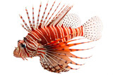 A vibrant red lionfish with long, spiky fins swims gracefully. The fish displays striking stripes and a unique shape, set against a transparent background.
