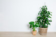 © Natureveryday - Air purifying house plants in wicker pots. Ficus plant with monstera on the floor with copy space, home decorating with plants