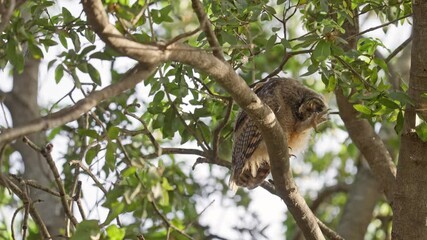 Wall Mural - A long-eared owl owlet is standing on a branch and looking around