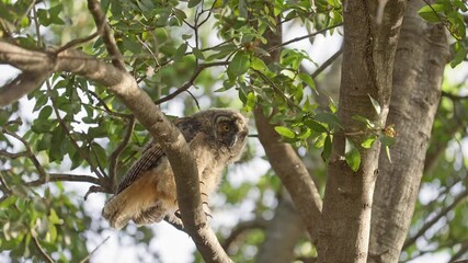 Wall Mural - A long-eared owl owlet is standing on a branch and looking around