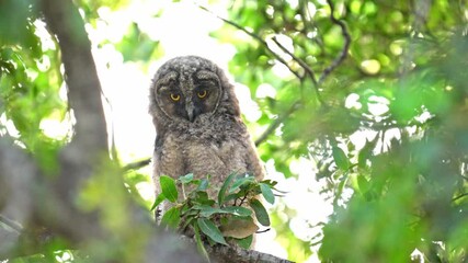 Wall Mural - A long-eared owl owlet is standing on a branch and looking around