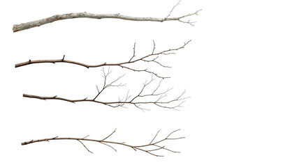 twig or branch png