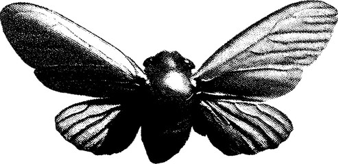Poster - High contrast black and white abstract cicada wing design for art and print