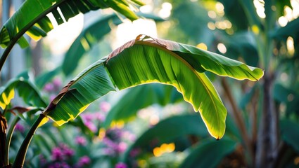 Poster - Background featuring a gentle-focus banana leaf motif