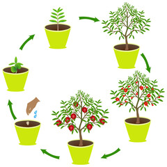 Wall Mural - Life cycle of pomegranate in a pot on a white background..eps