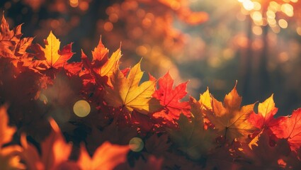 Poster - Boston ivy red and yellow leaves on sunny autumn day. Climbing plant on wall or fence. Fall nature background with copy space. Horizontal perspective receding into distance.