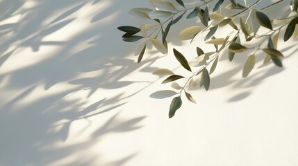 Poster - Olive branch casting soft shadows on a light textured surface, creating a serene and natural minimalist composition.