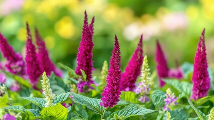 Poster - Fresh bouquet of colorful flowers growing in lush green grass
