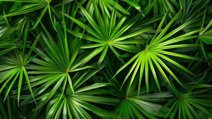 Poster - Close-up view of a bundle of green palm fronds