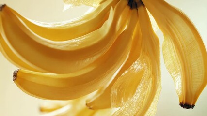 Poster - Fresh bananas hanging from a tree branch