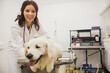 © Wavebreak Media - Smiling woman vet wearing stethoscope and lab coat examining golden retriever on exam table
