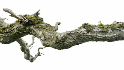 Poster - Close-up shot of a tree branch covered in lush green moss