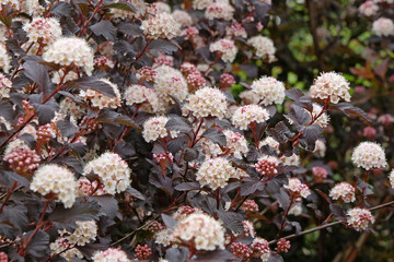 Wall Mural - White ninebark, Physocarpus opulifolius Diable D’Or ‘Mindia’ in flower.