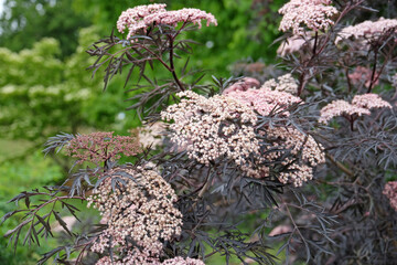Wall Mural - Cream Sambucus Nigra ‘Black Lace’, or common elder, in flower.