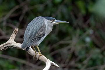 A heron waits on a tree branch waiting for a fish to pass by	