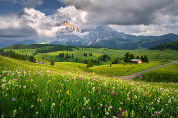 Wall Mural - scenic landscape with vibrant wildflowers of alpe di siusi at sunset in summer. dolomites, italy. co