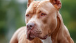 © KRNO - Close-up of alert muscular pitbull with intense gaze