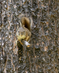 Wall Mural - The American red squirrel (Tamiasciurus hudsonicus) is one of three species of tree squirrels currently classified in the genus Tamiasciurus, known as the pine squirrels