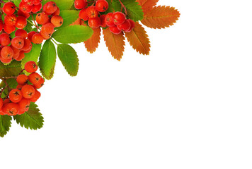 Wall Mural - green and yellow leaves of rowanberry tree with berries in a corner arrangement isolated on white or