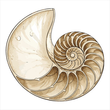 Seashells vector.