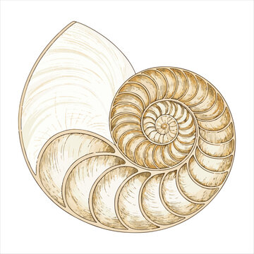 Seashells vector.