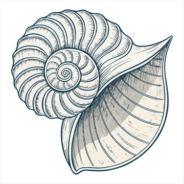 Seashells vector.