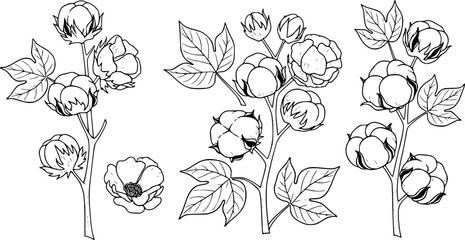 Organic cotton plant illustration. Hand drawn line wedding herb, elegant leaves and badges logo template. Vintage stamp labels for tag. Line and Ink sketch. Botanical trendy greenery. Vintage style.