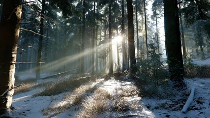 Poster - A beautiful winter forest in the morning sun, with rays of sunlight shining through tall trees onto the snow-covered ground 