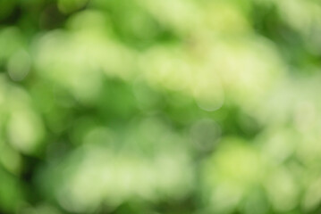 Wall Mural - Defocused background light and dark green. Bokeh, blurred leaves. Abstract natural background.