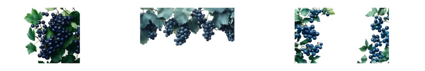Poster - set of Dark blue berries and leaves arranged in a decorative border. isolated on transparent background