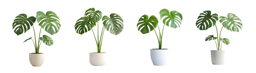 Fototapete - set of monstera plants in white pots against a white background.