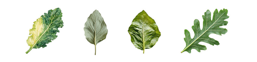 Poster - set of diverse leaf shapes isolated on transparent background