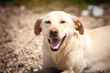 © Jerome - Close portrait of a happy smiling stray dog resting on pebbles in Serbia, mouth open and eyes half-closed in a contented grin that conveys friendliness and resilience despite life outdoors.