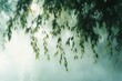 © btiger - Soft-focused image of green hanging leaves from tree branches with light filtering through creating a calm and serene atmosphere