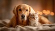 © wang - Golden retriever and kitten sharing a quiet moment, a heartwarming bond between unlikely friends.