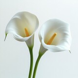 Two elegant white calla lilies with smooth petals and yellow spadices against a soft white background, evoking purity and tranquility