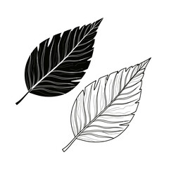 Poster - Two leaves with detailed veins isolated on white background